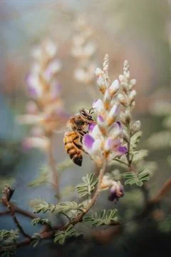Bee looking for nectar of lavender flower. Close-up and selective focus. Foto stock