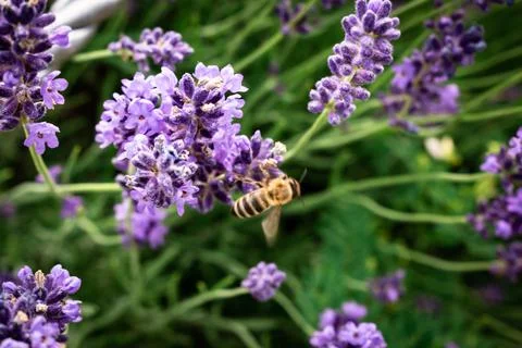Bee looking for nectar of lavender flowers, pollinating the lavender field Stock Photos
