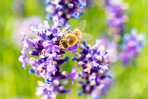 Bee looking for nectar of lavender flowers, pollinating the lavender field Stock Photos