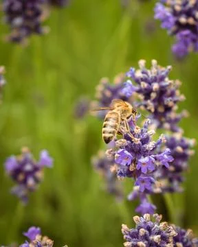 Bee looking for nectar of lavender flowers, pollinating the lavender field Stock Photos
