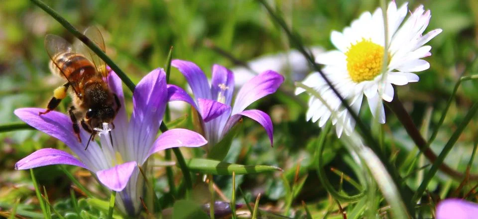 Bee looking for nectar Stock Photos