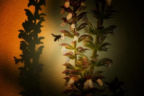 Bee Looking for Polen 스톡 사진