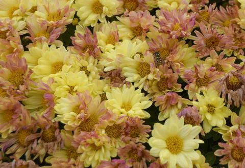 A bee is looking for pollen among many yellow autumn flowers Stock Photos