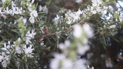 A bee looking for pollen and collects it from blooming rosemary on a cloudy day Stock Footage 253647337