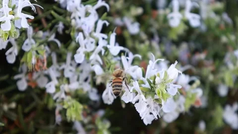 A bee looking for pollen and collects it from blooming rosemary on a cloudy day Stock Footage 253647392