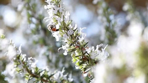 A bee looking for pollen and collects it from blooming rosemary on a summer day Stock Footage 253650899