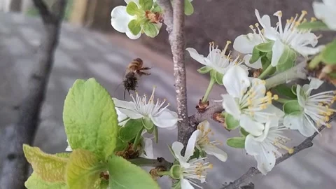A bee is looking for pollen and nectar from the white flowers of fruit trees. Video stock 194942825