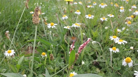 Bee looking for pollen in a field in the mountains Stock Footage 259521403