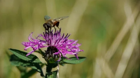 Bee looking for pollen on a flower purple color cactus Vídeo Stock 60397350