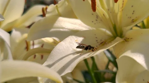 A bee is looking for pollen on a petal of a huge white lily. Vídeo Stock 113133420