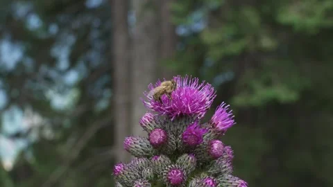 Bee looking for pollen in thistle flowers Stock-Footage 246624742