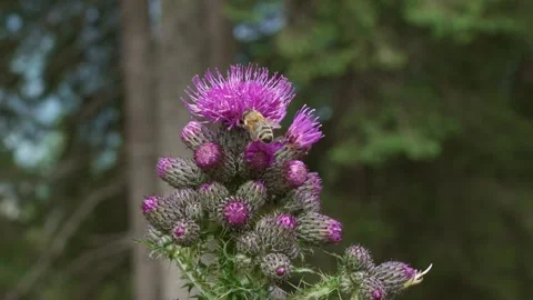 Bee looking for pollen in thistle flowers Stock Footage 246624780