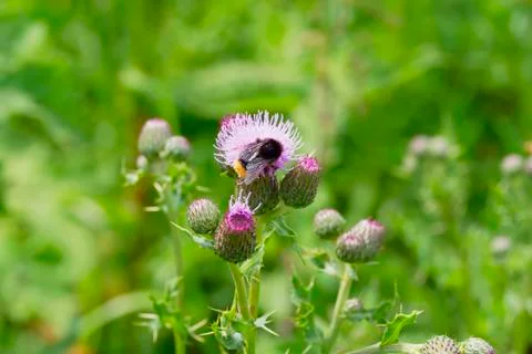 A bee looking for pollen on a thistle Stock Photos