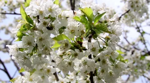 Bee looking for pollen from white flowers of apple 9793 Stock Footage 58287924