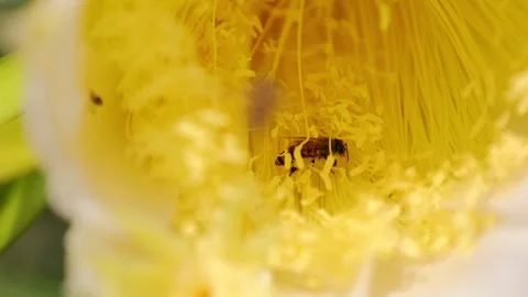 A bee is looking for pollen on a yellow flower. Stock Footage 244702175