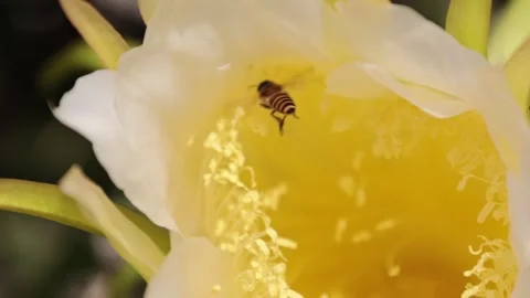 A bee is looking for pollen on a yellow flower. 動画素材 244702300