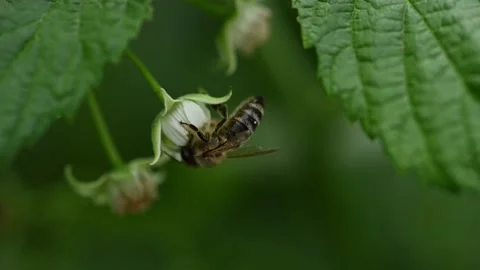 Bee looking for sweet nectar on a raspberry blooming flower Vídeo Stock 220157255
