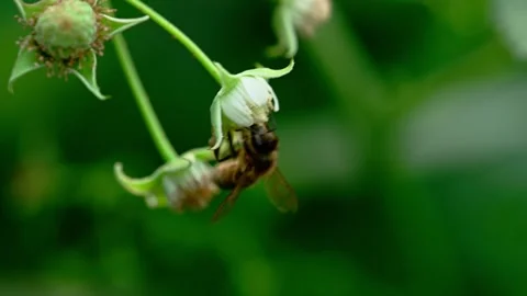 Bee looking for sweet nectar on a raspberry blooming flower Видео 257444645