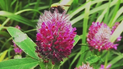 Bee looks for honing 2 Stock Footage 96189270