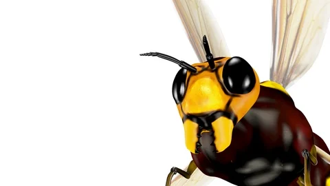 Bee. Looped. Stock Footage 90854373