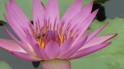 Bee &amp; Lotus flower Stock Footage 453792