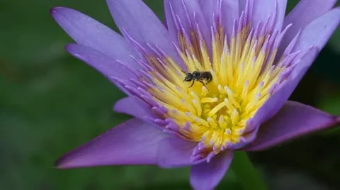 Bee in Lotus Flower Stock Footage 12424244