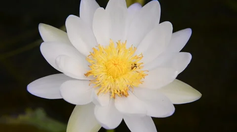 Bee in Lotus Flower Stock Footage 41043733