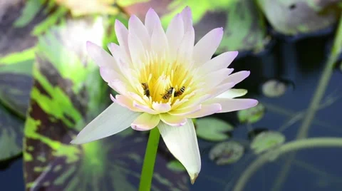 Bee in lotus flower Stock Footage 49622946