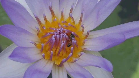 Bee in the Lotus Flower Video stock 75903178
