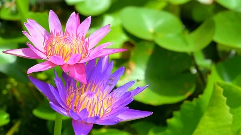 Bee on lotus flower Stock Footage 107264384