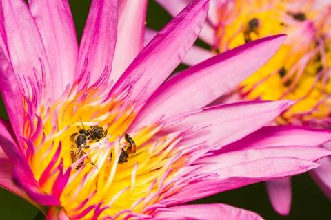 Bee in lotus flower Stock Photos