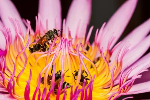 Bee in lotus flower Stock Photos