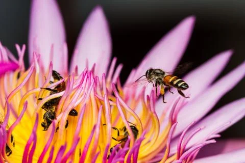 Bee in lotus flower Stock Photos