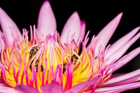 Bee in lotus flower Stock Photos