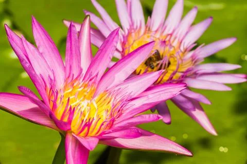 Bee in lotus flower Stock Photos