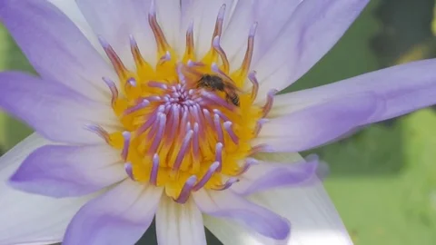 Bee in the Lotus Flower in the wind Video stock 75949718