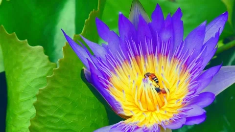 Bee lotus Stock Footage 134635500