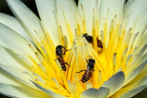 Bee on lotus Fotos Stock