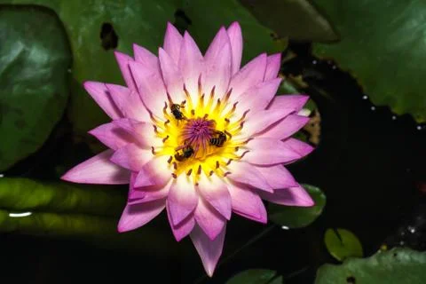 Bee on lotus Stock-Fotos