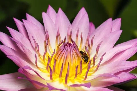 Bee on lotus Stock Photos
