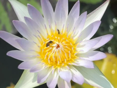 Bee in the lotus Stock Photos