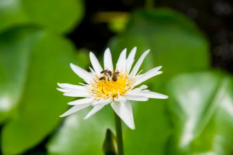Bee on the lotus3 Stock Photos