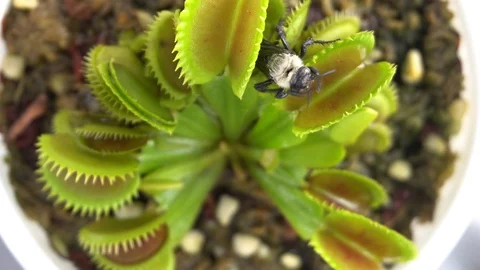 Bee lucky escape from venus flytrap leaves Stock Footage 93473922