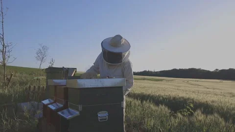 Bee Luxembourg 3 動画素材 133498837