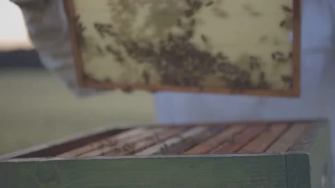 Bee Luxembourg 4 動画素材 133499185