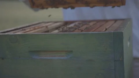 Bee Luxembourg 5 動画素材 133499191