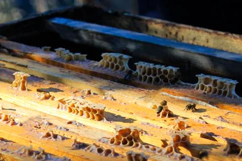 Bee macro and close-up, insects wildlife, nature and background. Stock Photos