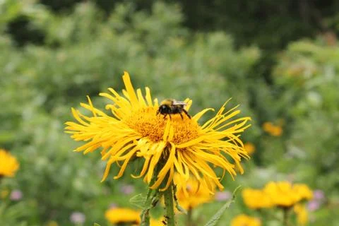 Bee macro and close-up, insects wildlife, nature and background. Stock Photos