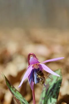 Bee macro close up on a dogs tooth violet, spring wildflower. Stock Photos