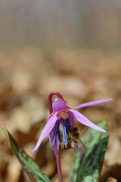 Bee macro close up on a dogs tooth violet, spring wildflower. Foto stock